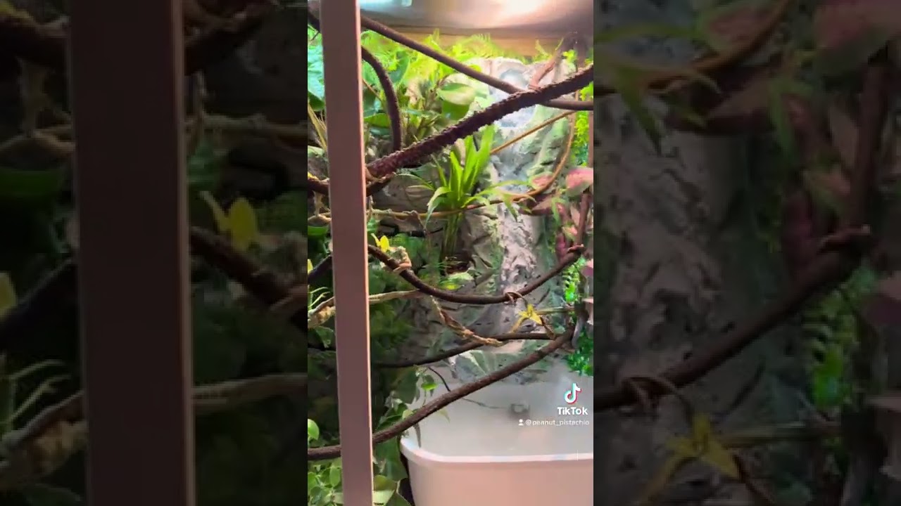 DIY cage with waterfall and misting system for chameleon. Will be uploading all specs and video.