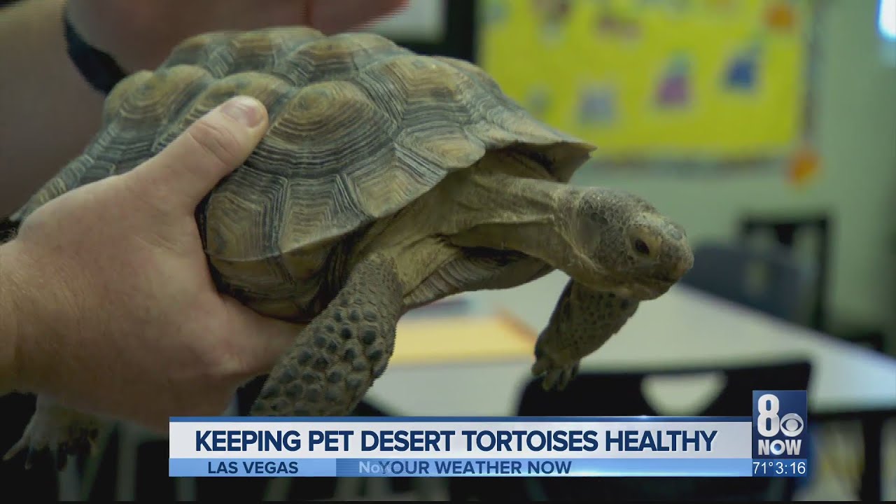 How to keep desert tortoises healthy: The Do's and Don'ts when it comes to having them as pets