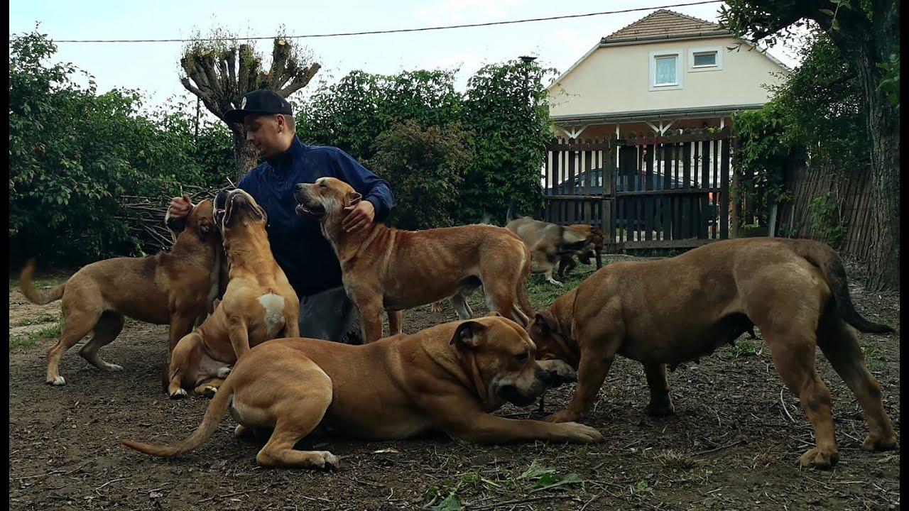 MAJORCA MASTIFF & MEGBÍZHATÓ TENYÉSZTŐK: KAZINCZY ZOLTÁN, ROMOLUSZ KENNEL, CA DE BOU,