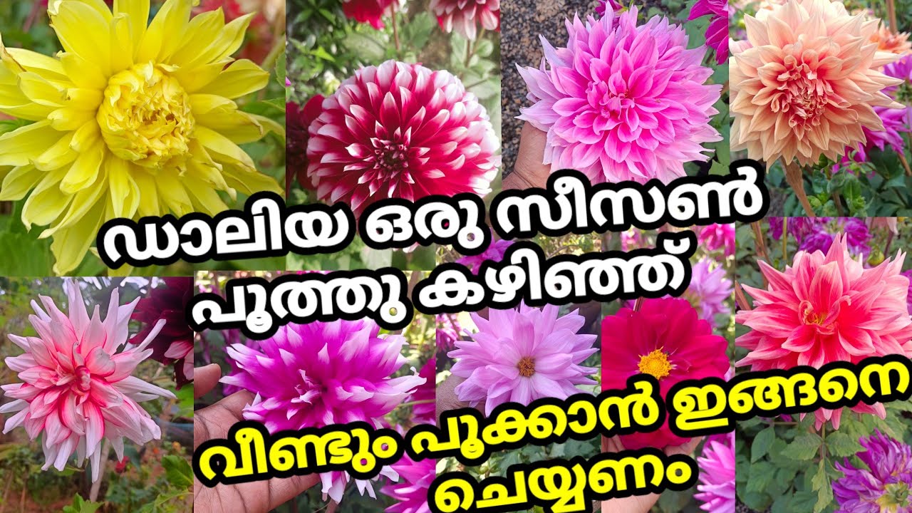 ഡാലിയ നടുന്നവർ ഇതറിയാതെ നട്ടിട്ട് കാര്യമില്ല 💯 Dahlia Plant Care Wayanadan Touch Garden
