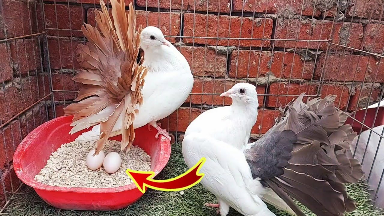 ارخص فرش لطواجن بيض الحمام بجنيه ونص مهم ومفيد جدا للحمام والزغاليل