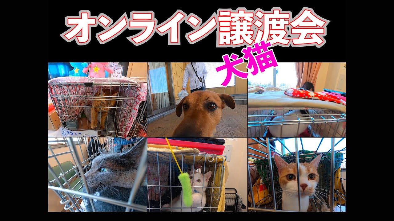 【オンライン譲渡会 1】【2020年4月25日】埼玉県の保護団体によるオンライン譲渡会です。【保護猫】【保護犬】