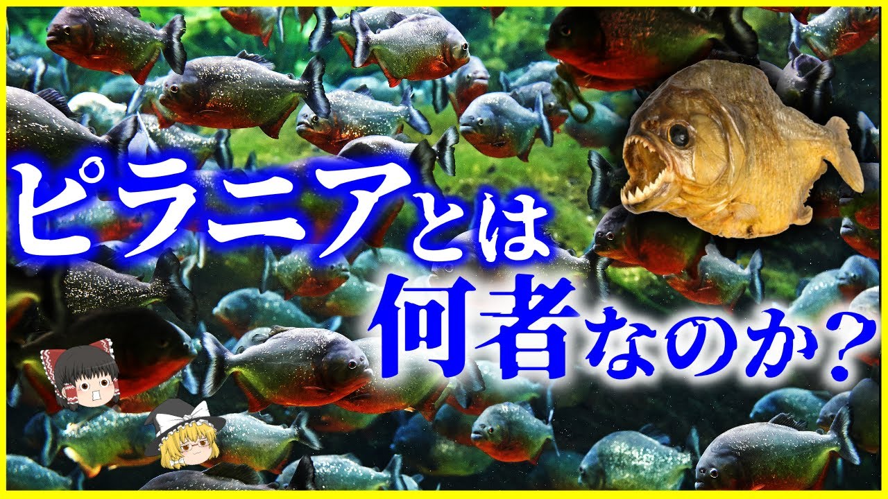 【ゆっくり解説】実は臆病⁉️「ピラニア」とは何者なのか？を解説/獰猛な殺人魚のイメージはルーズベルト大統領が発信源⁉️