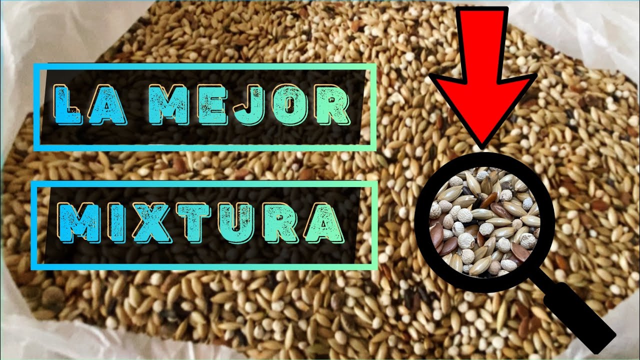 ✅ COMO HACER MIXTURA para Canarios en Cría y Precría PASO A PASO(FÁCIL Y RÁPIDO) TEMPORADA CRÍA 2023