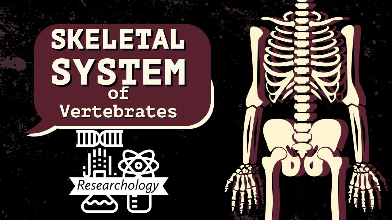Skeletal System of Vertebrates | Discover the Secrets of Vertebrates Skeletons | Researchology