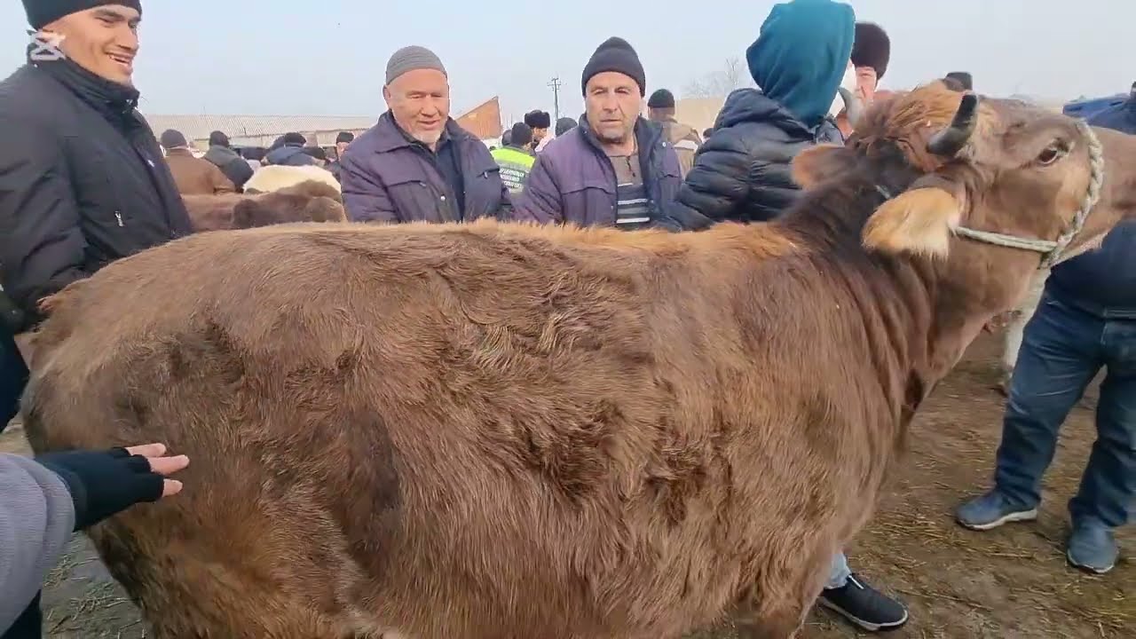 Margʻilon Kombinat chorva bozorida novvoschalar narxi 👍 