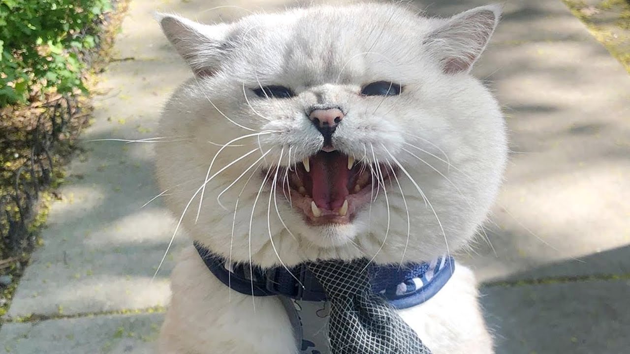 Apollo: Big British Shorthair Cat Meow styles #apollo #meow