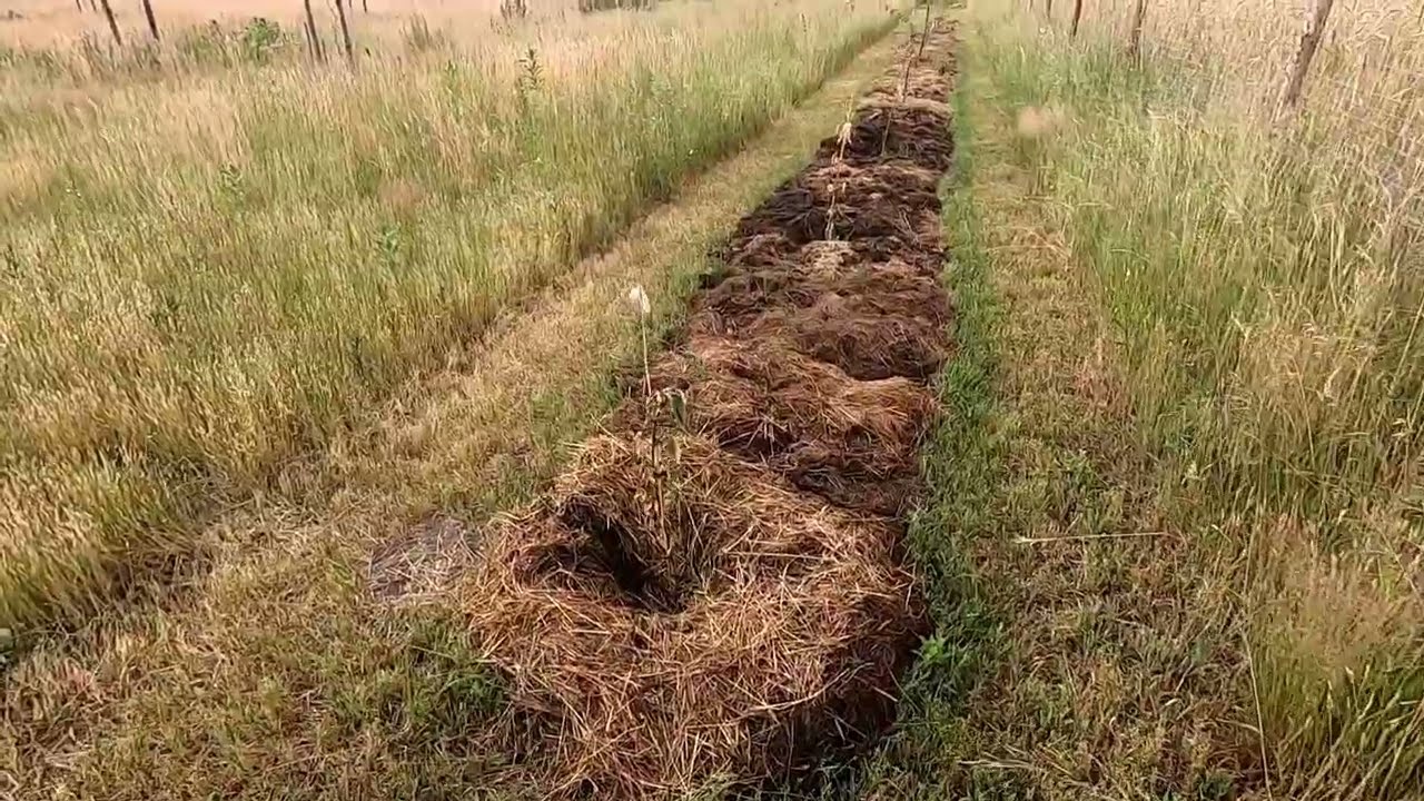 #45 Obchód pod koniec czerwca i zagadkowe porażenie dereni Cornus mas, czereśnie, żmijowiec