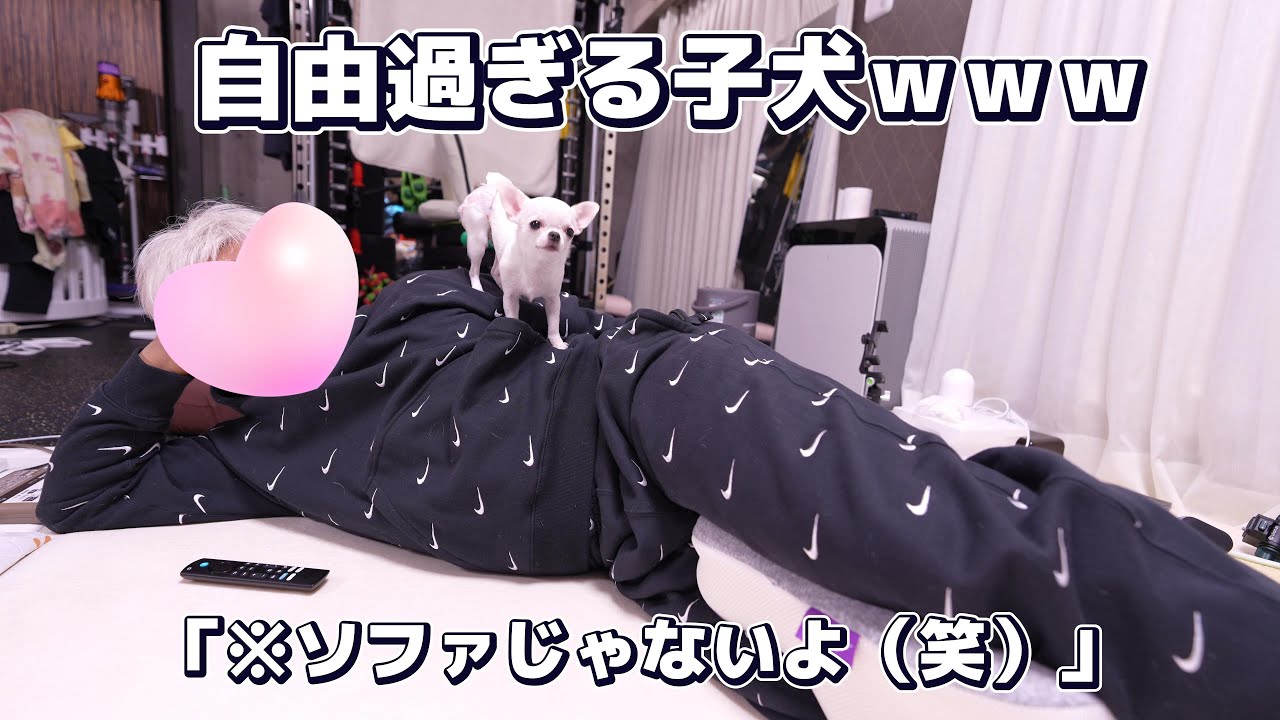 飼い主を巨大クッションだと思い込む自由すぎる子犬チワワ（笑）