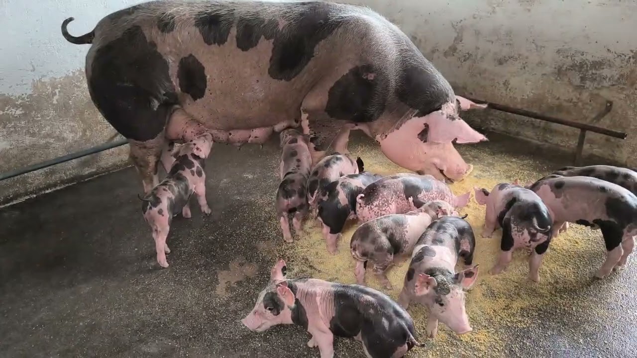 5 dicas de manejo top na hora do parto da Matriz.