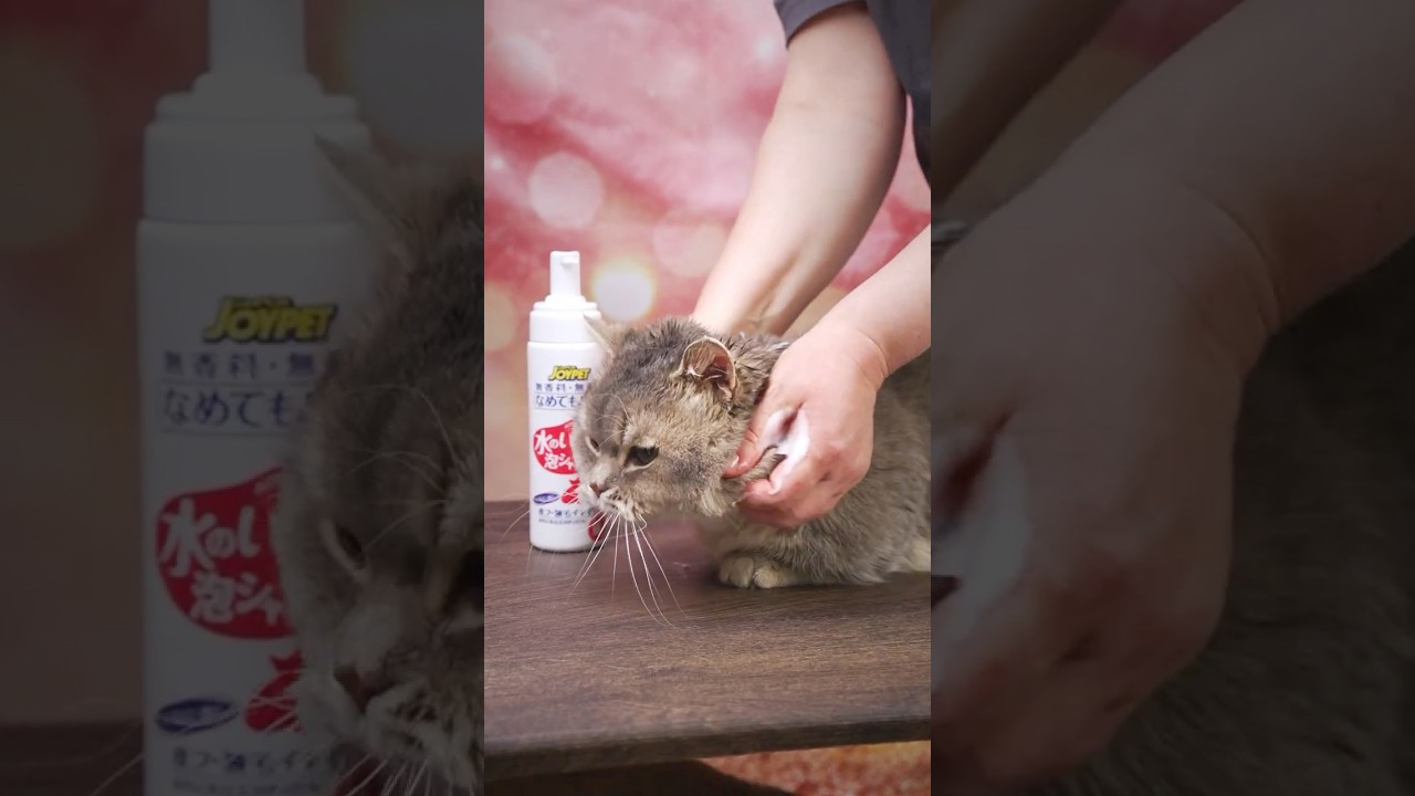 My Cat Now LOVES Bath Time! Waterless Shampoo Foam That Actually Works