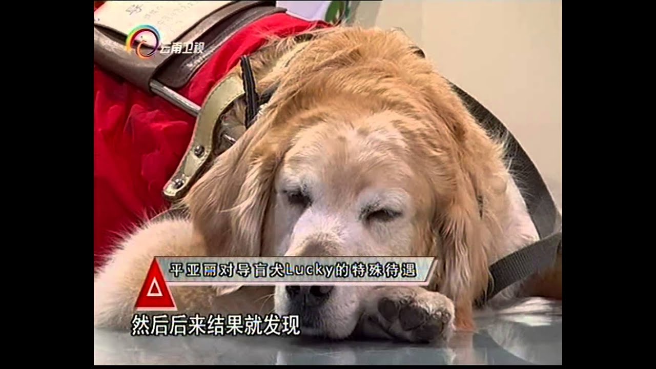 20150707 让我帮助你 中国第一只导盲犬Lucky 走丢主人报警自己找回家