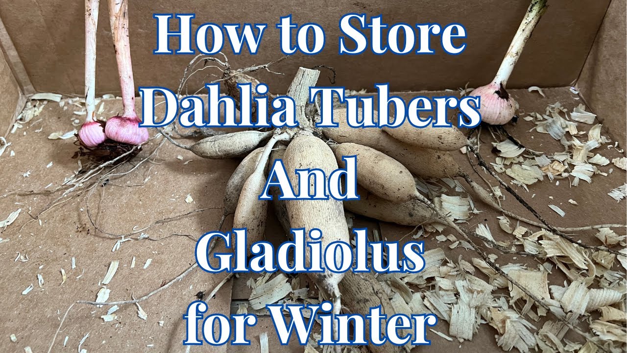 The Ultimate Guide - Best Way to Store Dahlia Tubers and Gladiolus