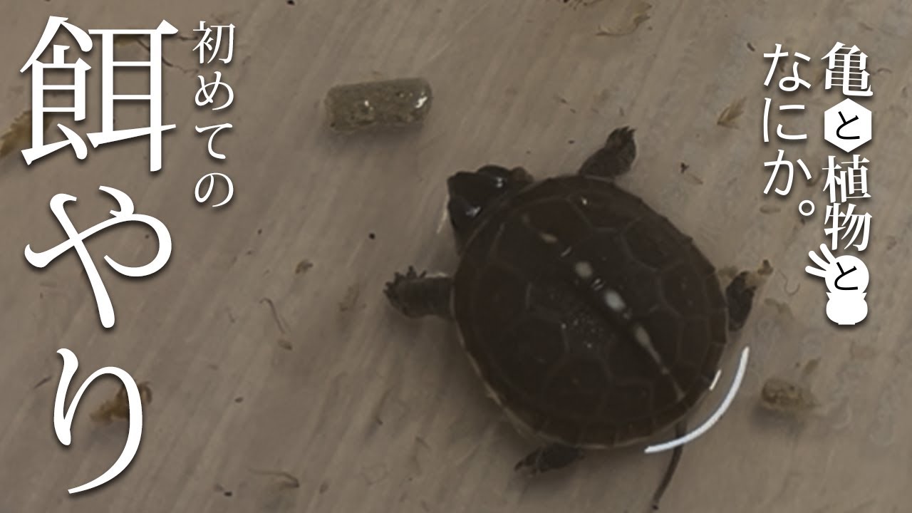 【ミツユビハコガメ】ハコガメベビーに餌やりしてみた！