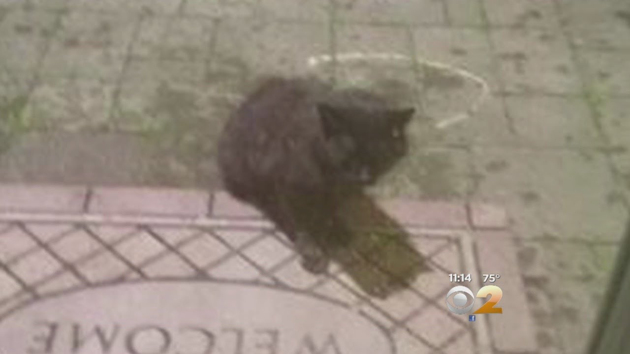 Aggressive Cat Terrorizes Pearl River