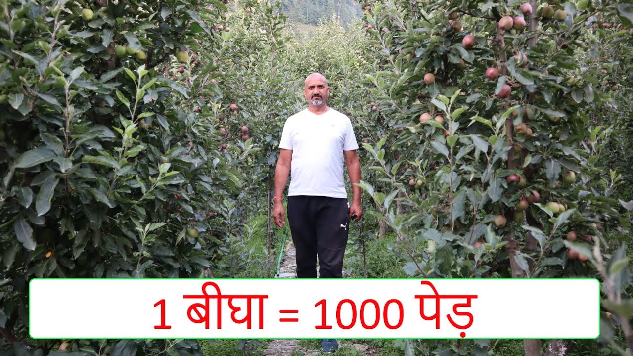 प्रेम चौहान जी (Shentoo) के APS ORCHARD में की गई UHDP - Seedling की पहली OFFICIAL झलक - PART 4