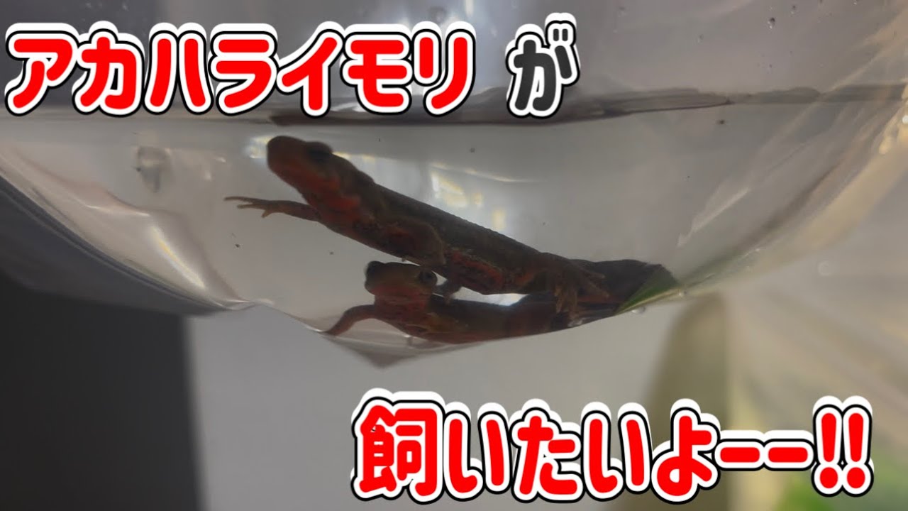 『お迎え』アカハライモリが飼いたいよーー！　#アカハライモリ  #両生類 #イモリウム 