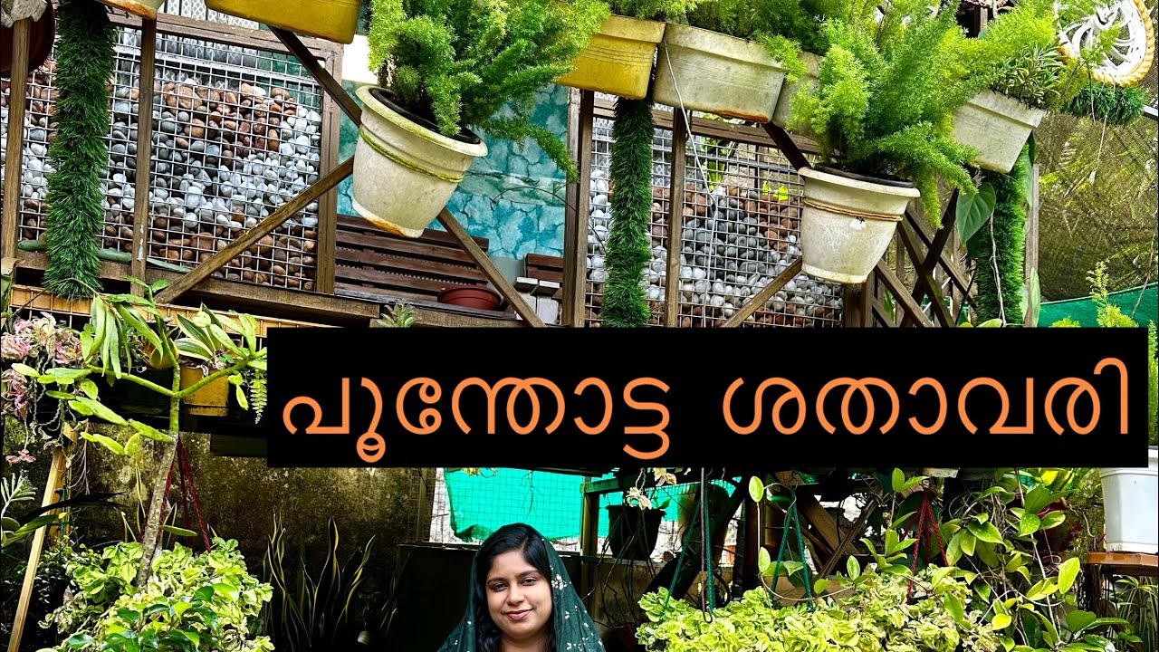അപൂർവ ഇല ചെടികൾ
