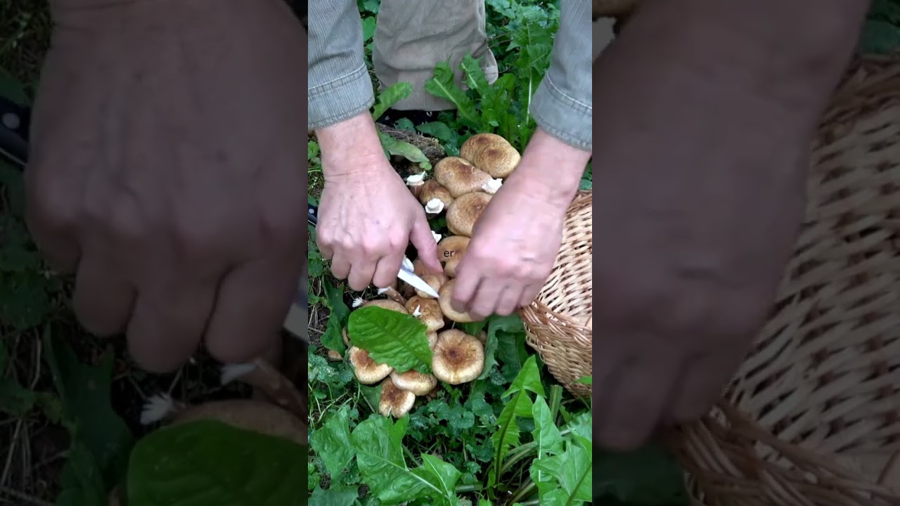 Edible honey fungus mushrooms in my edible garden #harvesting #mushroom  #subscribe #ediblegarden