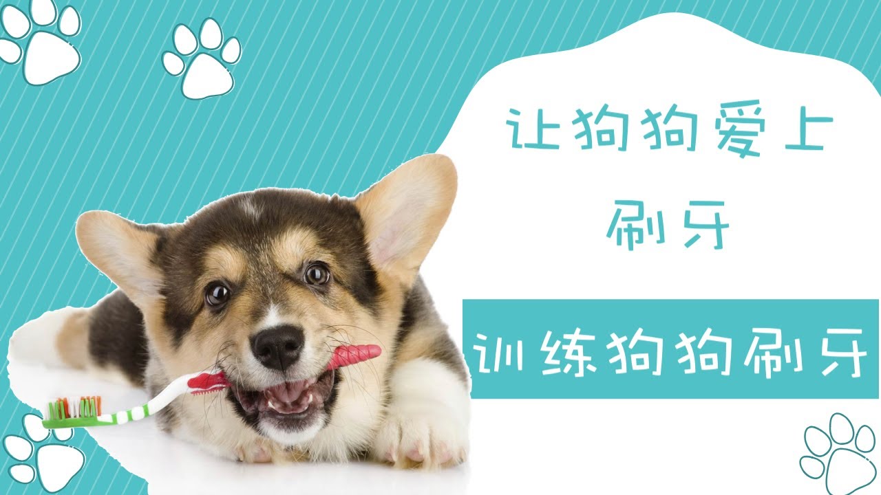 如何让狗狗爱上刷牙？训练狗狗刷牙，不再抗拒刷牙