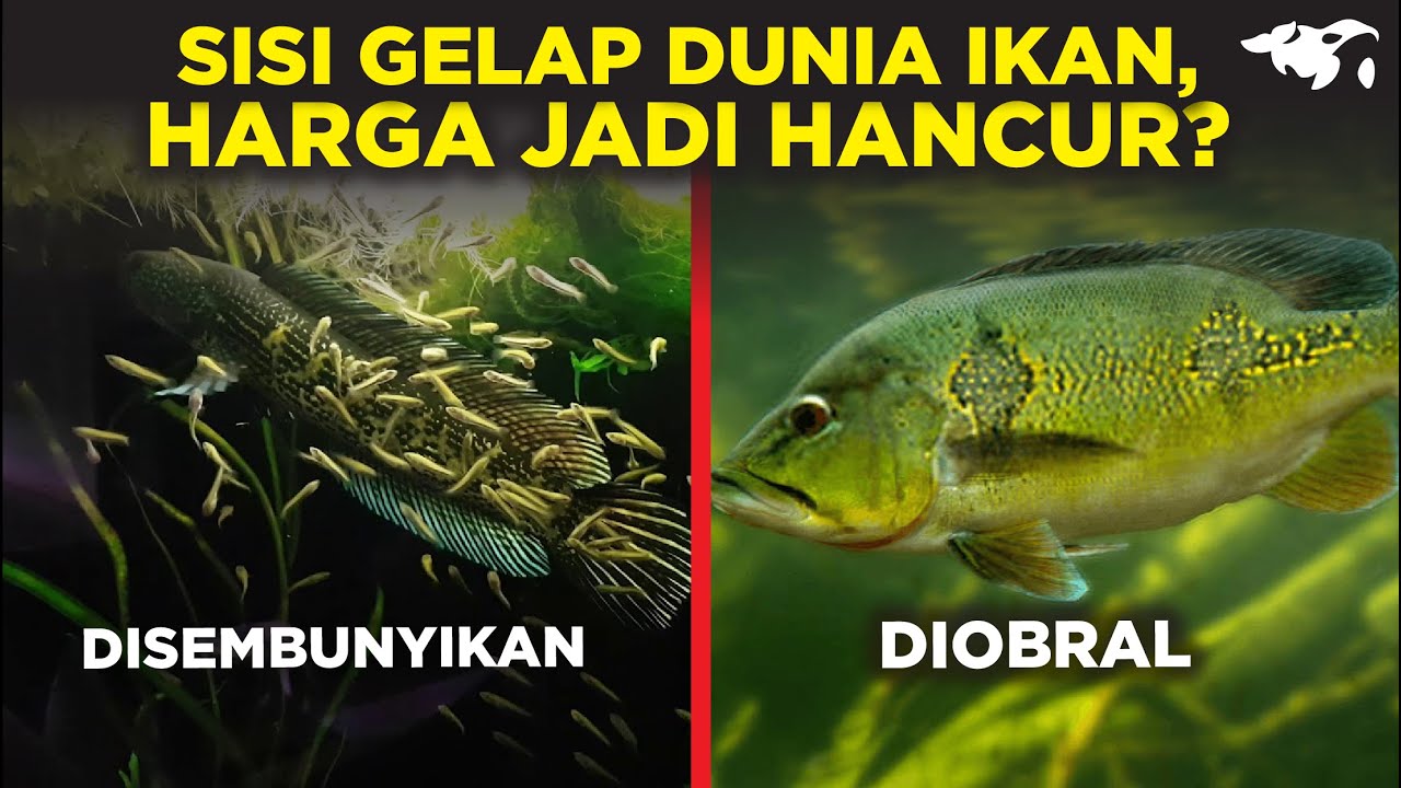 JARANG TAHU! SISI GELAP DUNIA IKAN HIAS, HARGA JADI HANCUR DAN ANJLOK?