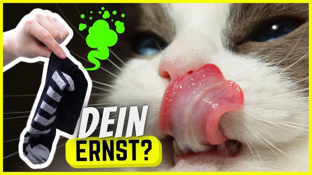 Warum schn&uuml;ffeln unsere Katzen an unseren F&uuml;&szlig;en?