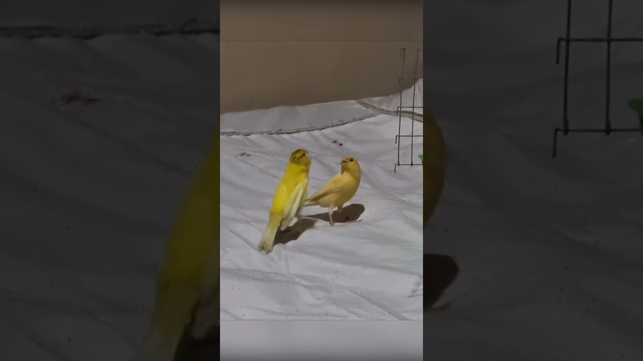 Unusual behavior Amazing canary singing 4 