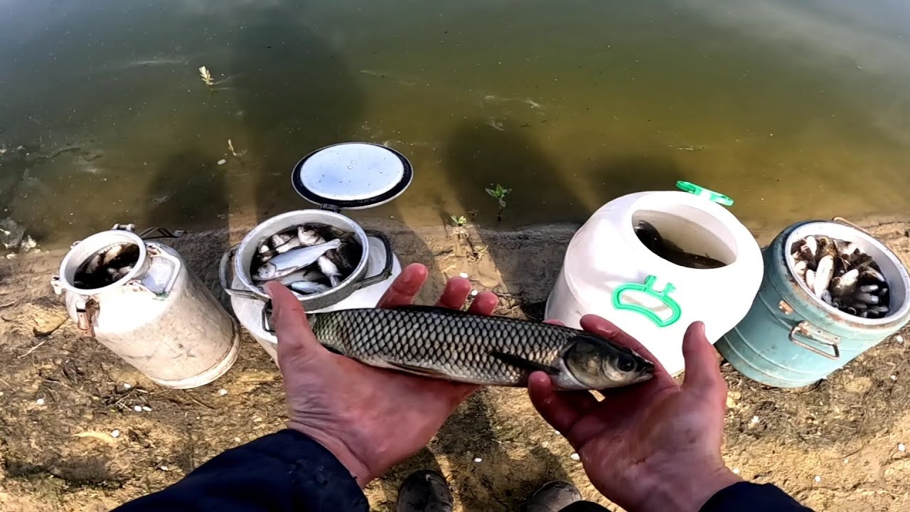 Дождался!!! Полный ставок рыбы , Зарыбление пруда на участке толстолоб и амур