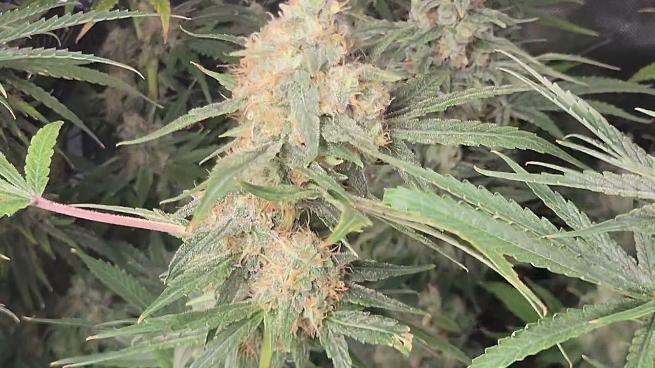 Orange Bud (Dutch Passion): 1a cosecha (&uacute;ltimo d&iacute;a)