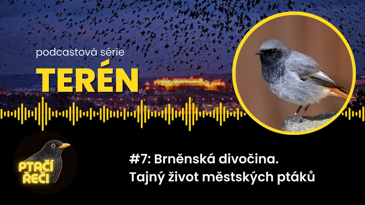 Terén #7: Brněnská divočina. Tajný život městských ptáků