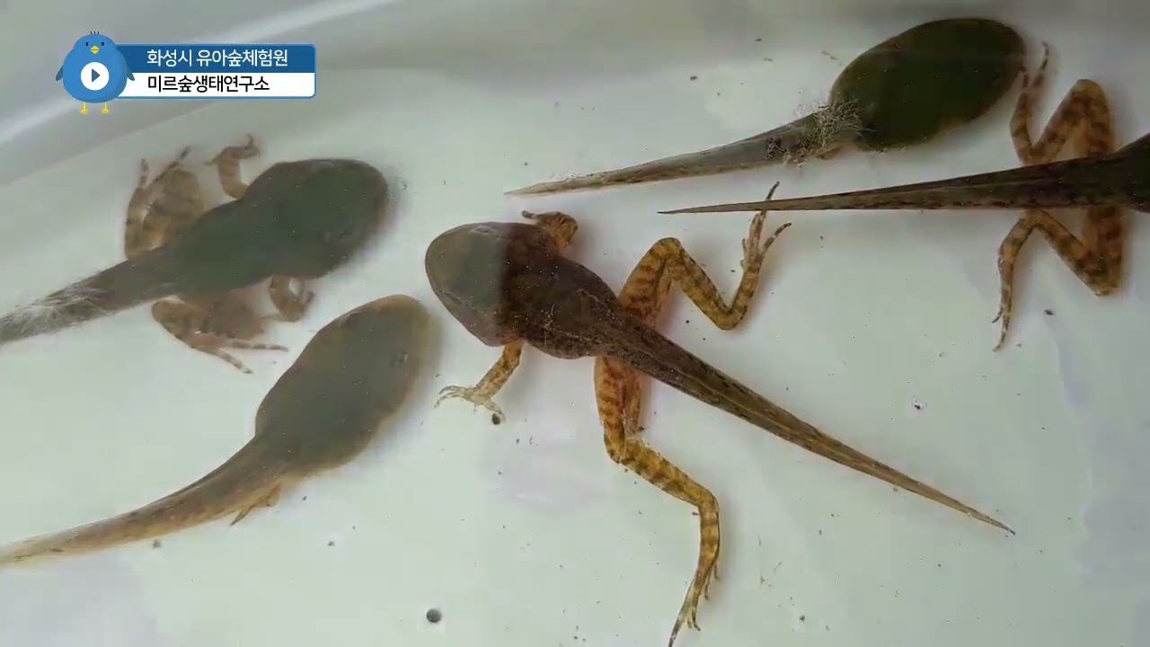 화성시 유아숲체험원-봄을 노래하는 개구리