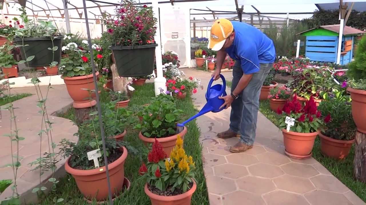 Como regar tus plantas y macetas