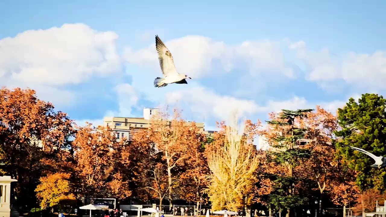 Migracion de aves en el Retiro 2024