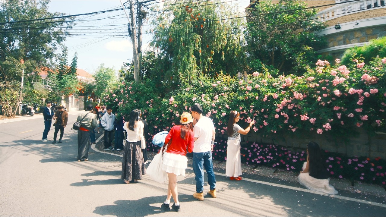 Mùa Hoa Hồng Đẹp Nhất -  Đà Lạt đáng sống vs Đà Lạt du lịch