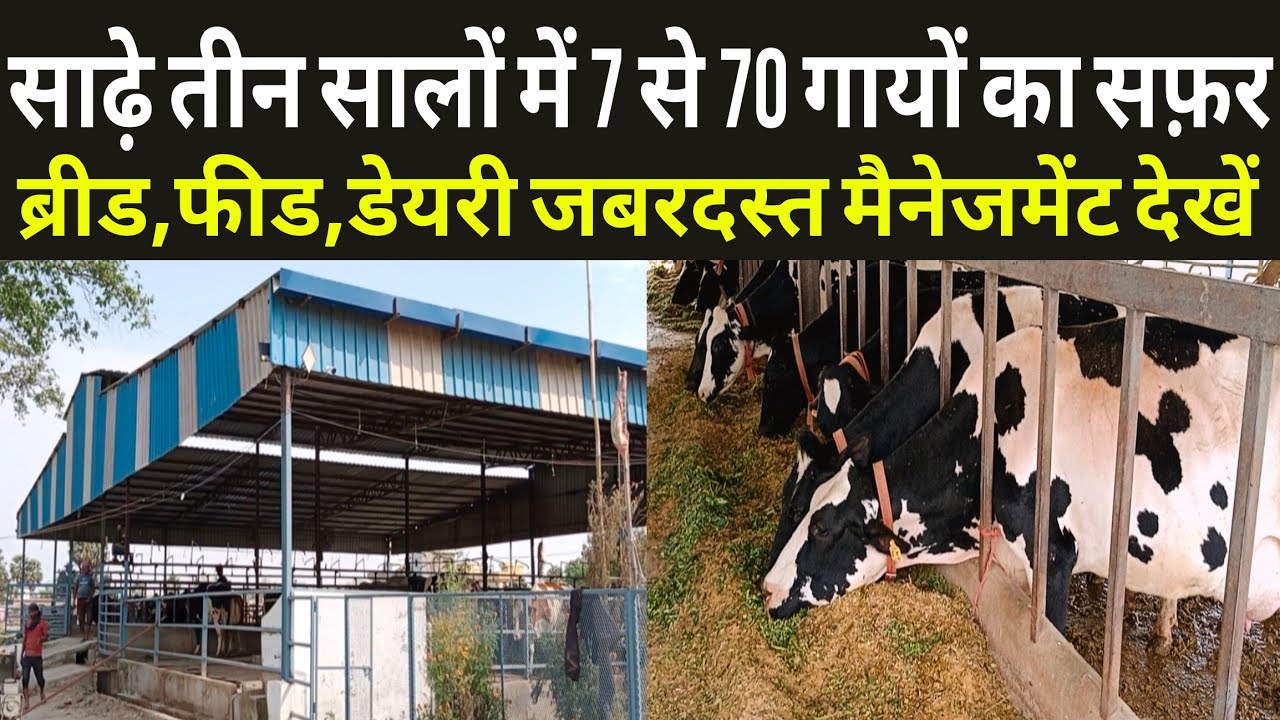 साढ़े तीन सालों में 7 गायों से 70 गायों का सफ़र/dairy farm bihar/priyambda dairy gopalganj bihar ||