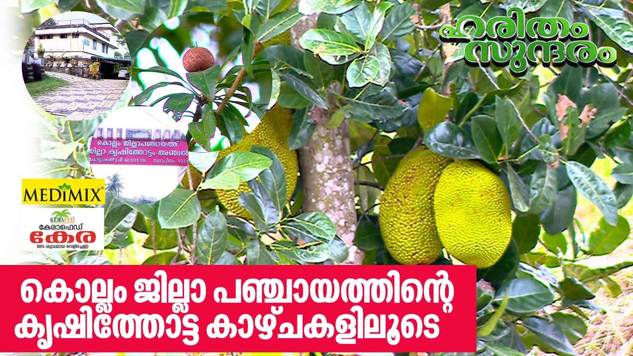 Features of Kollam district panchayat agricultural farm | Haritham Sundaram EP 407