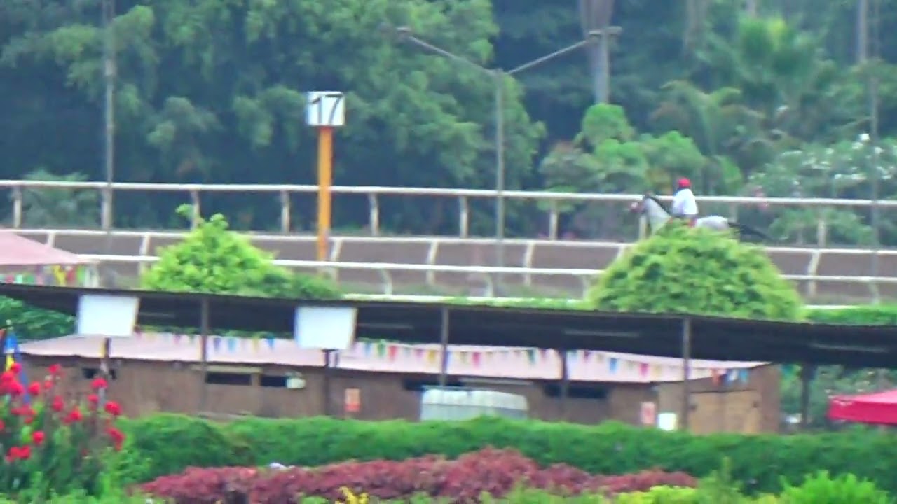 Suecia (Singe the Turf) H. Rancho Fatima 11.02.26