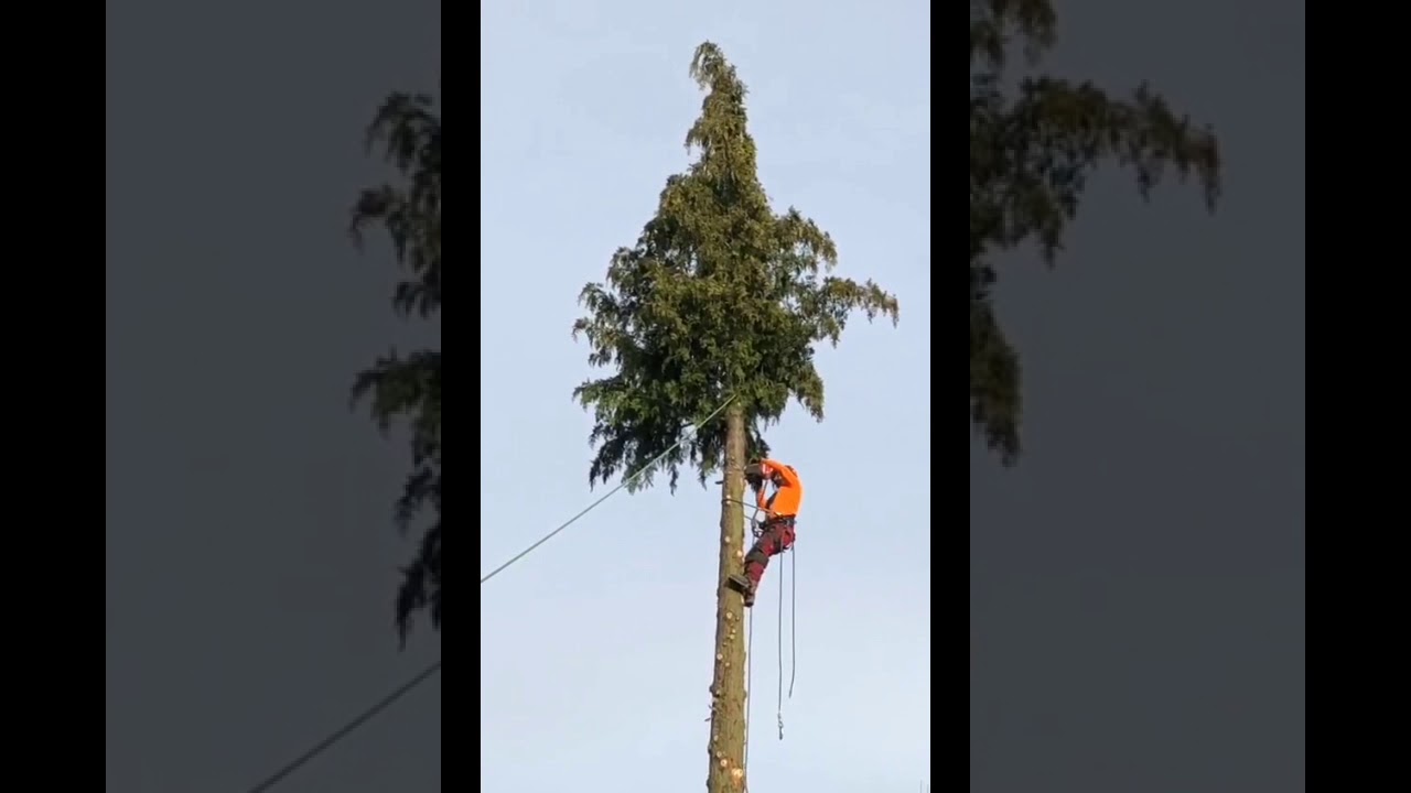 d&eacute;montage d un thuya