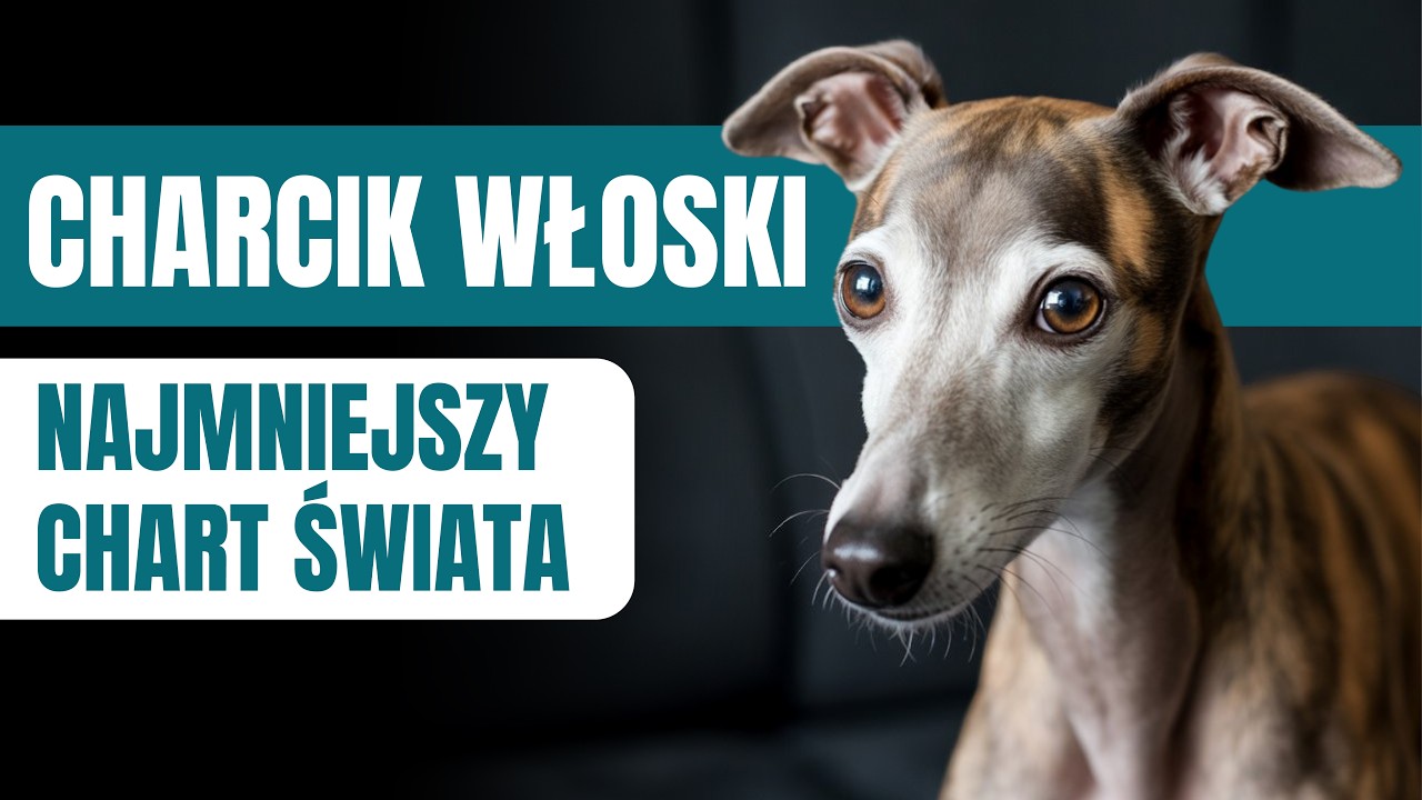Charcik włoski – najmniejszy chart świata. Delikatny arystokrata na czterech łapach
