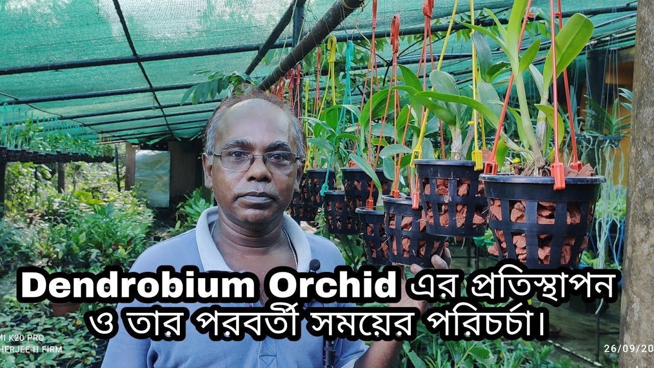 Dendrobium Orchid এর প্রতিস্থাপন ও তার পরবর্তী সময়ের পরিচর্চা।।
