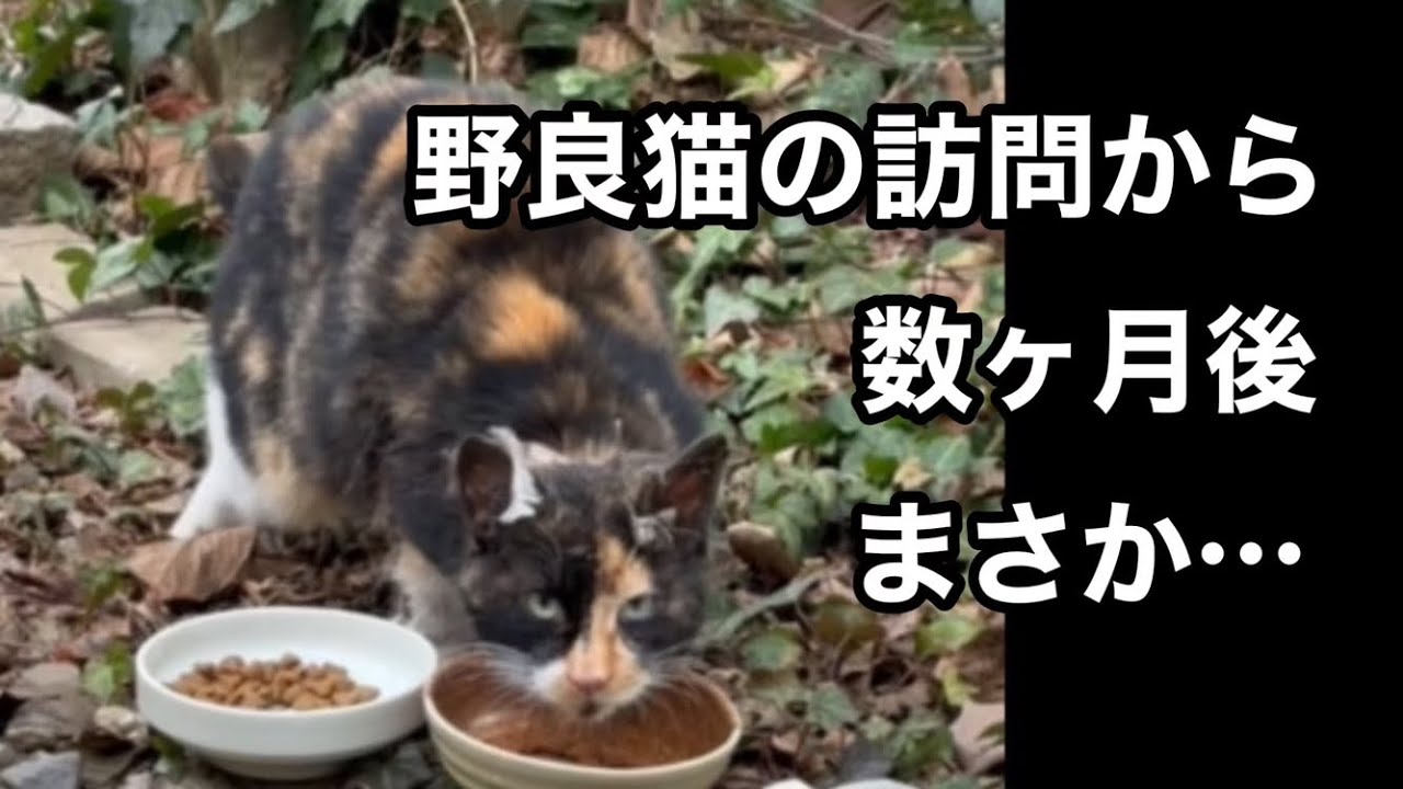 野良猫を迎えたら生活が一変⁈