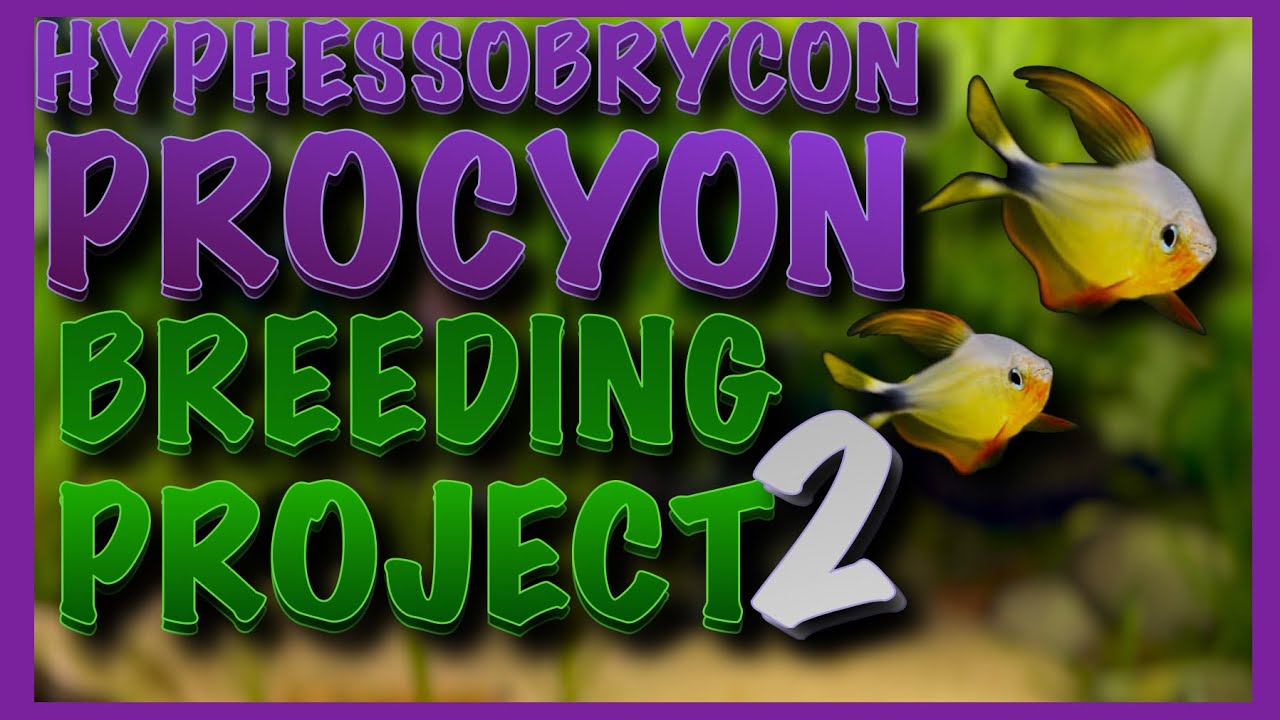 How I Bred the Rare Raccoon Tetra (Hyphessobrycon procyon) | Breeding Tetra Fish Guide