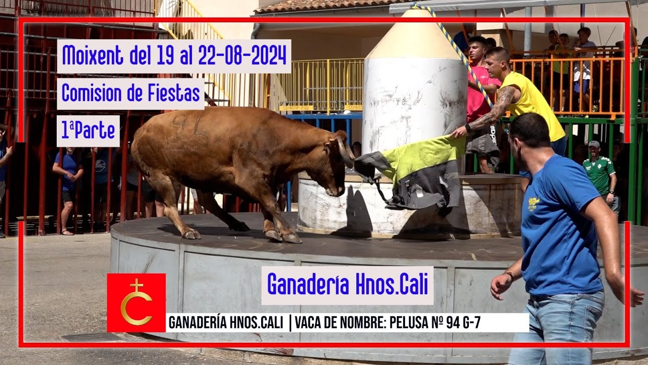Moixent del 19 al 22 de Agosto de 2024 Ganadería de Hnos Cali  1ªParte
