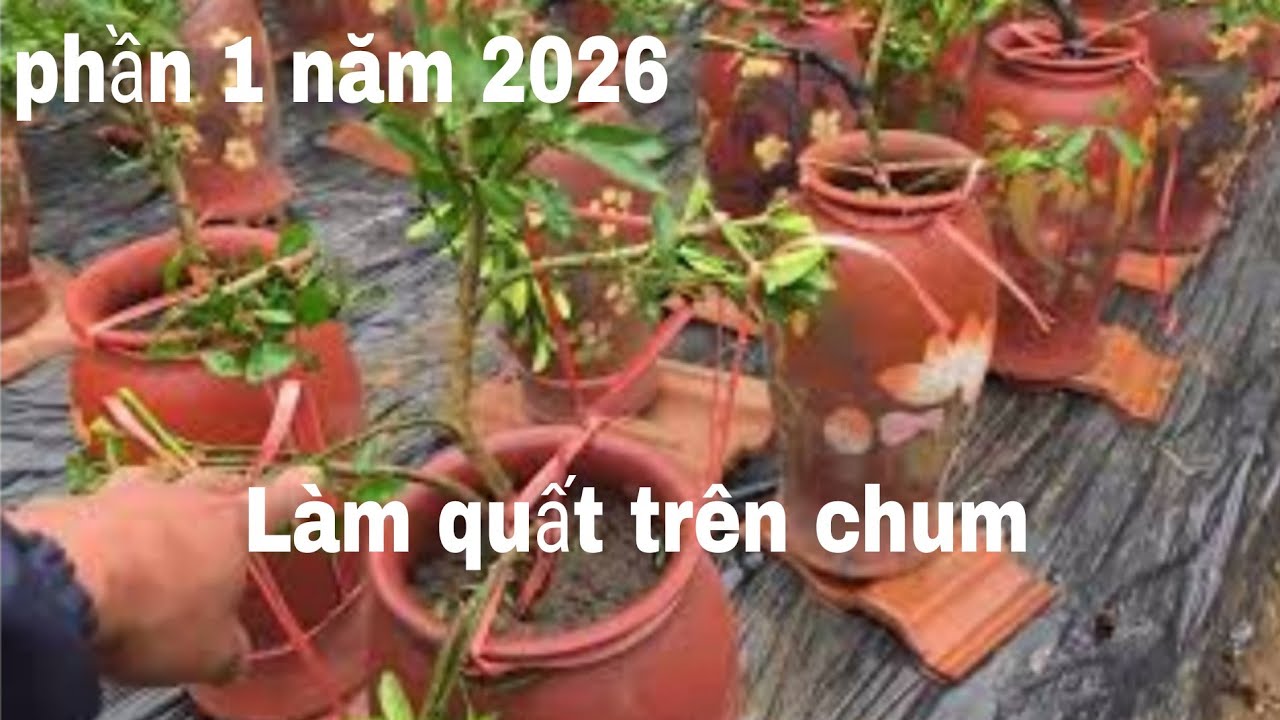 Trồng quất trên  chum.  Phần 1 năm 2.026