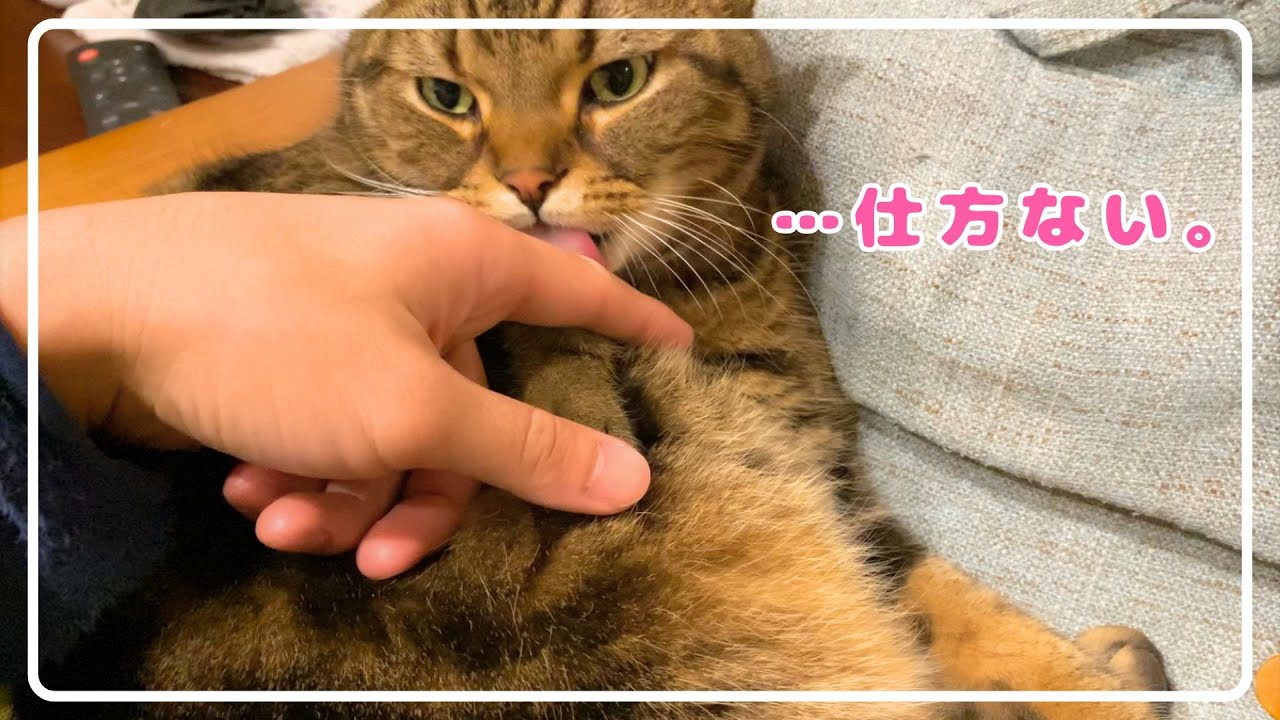 【ほっけ】どうしてもネコに舐めてほしくって。笑【アメショ】#猫