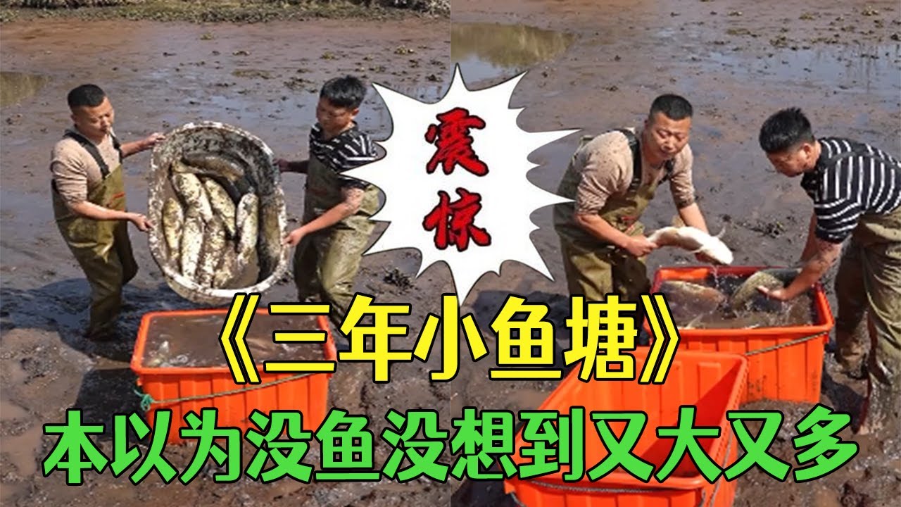 三年沒幹的小魚塘，本以爲沒魚，沒想到又大又多#小飛哥#三農 #新農人計劃2026 #鄉村守護人 #戶外
