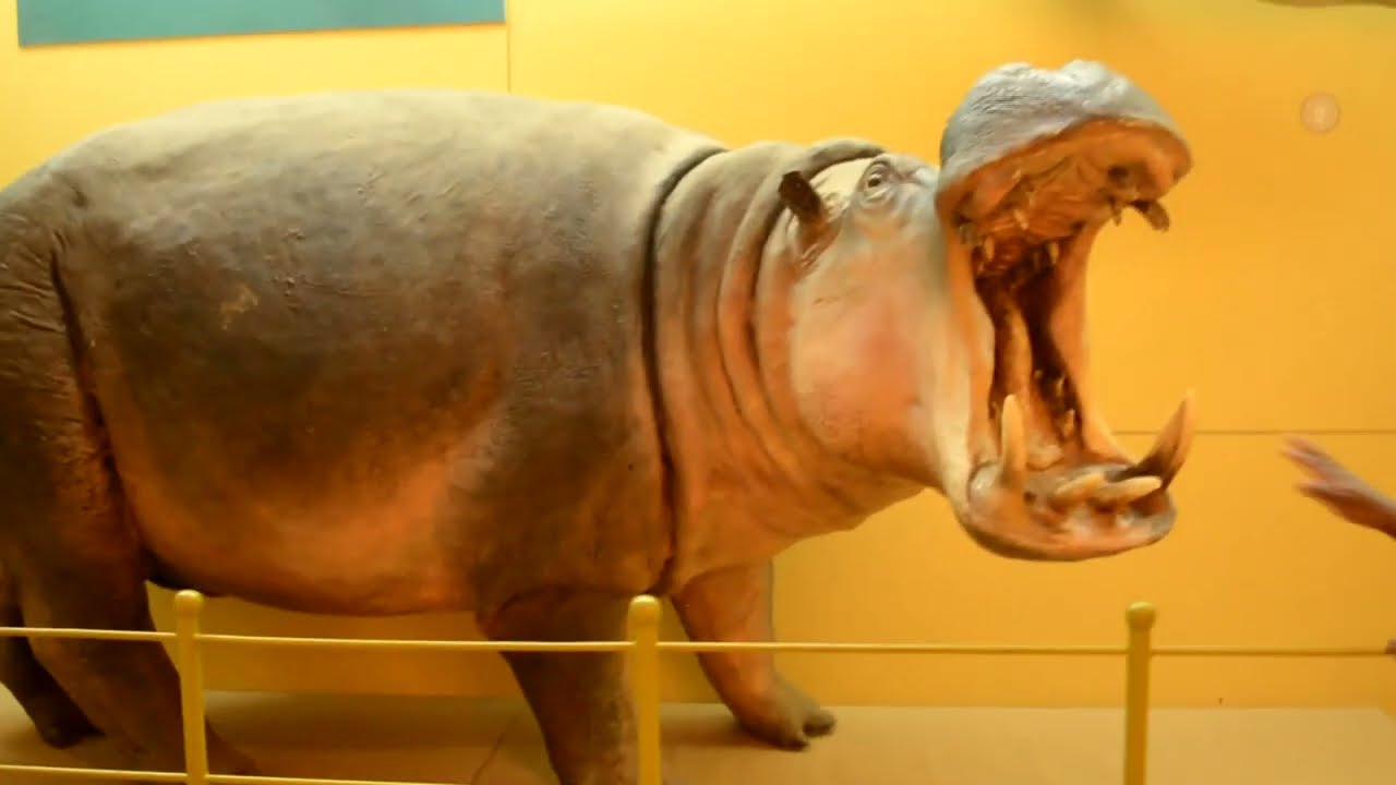 NAIROBI NATIONAL MUSEUM  IN 10 MINUTES