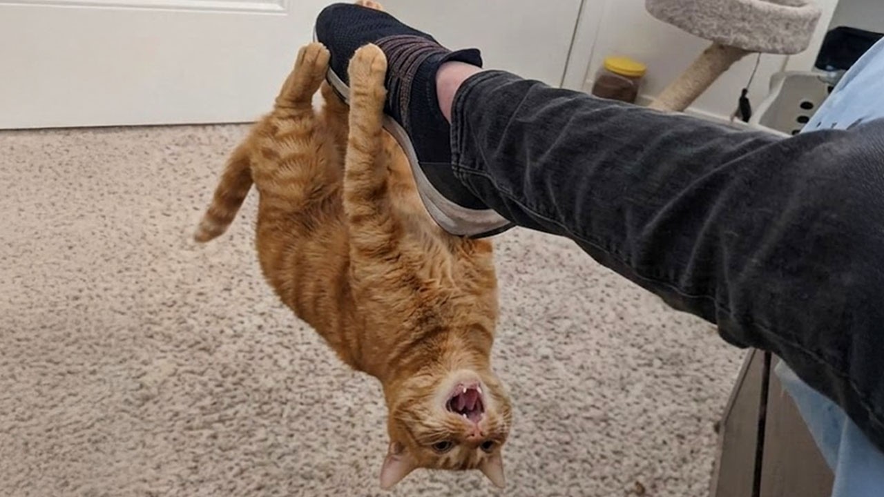 Watch and TRY TO STOP LAUGHING with These CATS 🤣 Funny Cat Videos