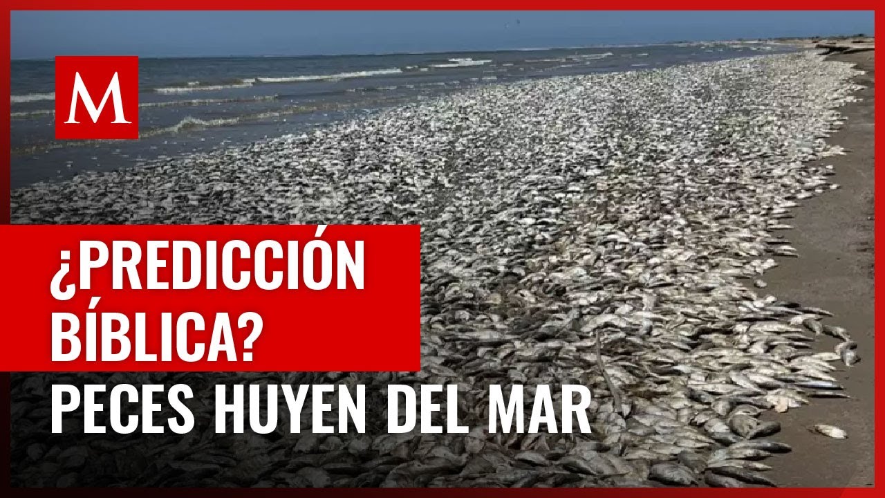 El extraño comportamiento de los peces a la orilla del mar ha llamado la atención de todo el mundo