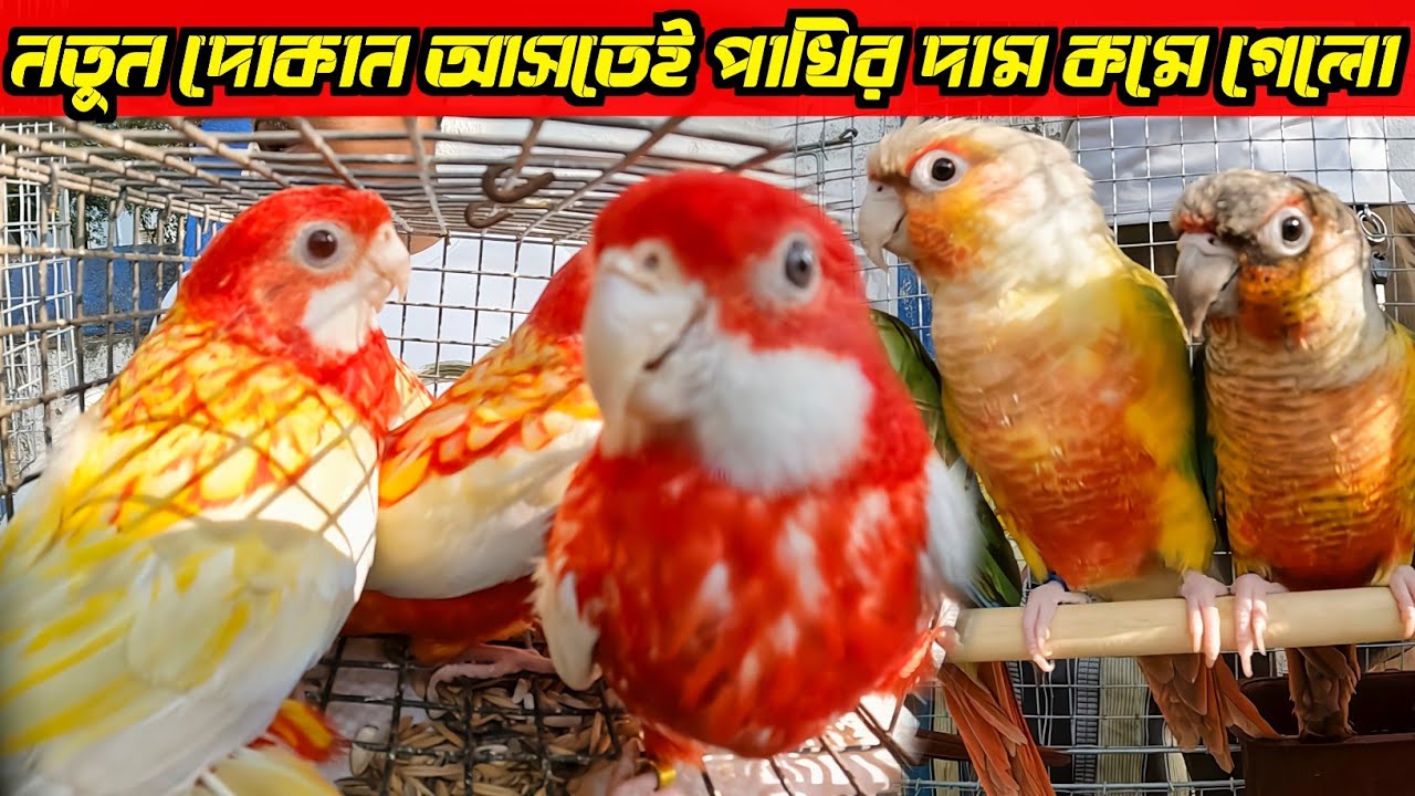 Rubino Rosella Bird Price Update। Bird Market Serampore। Serampore Pet Market Location।